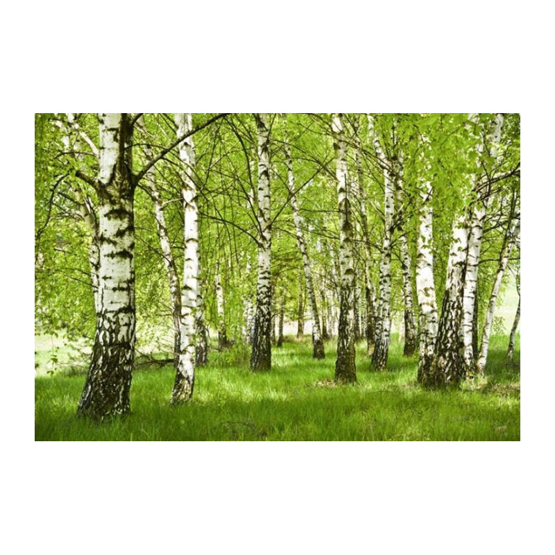 BIRCH FOREST Wallpaper - Panoramic wallpaper