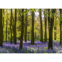 HYACINTH FOREST Canvas print