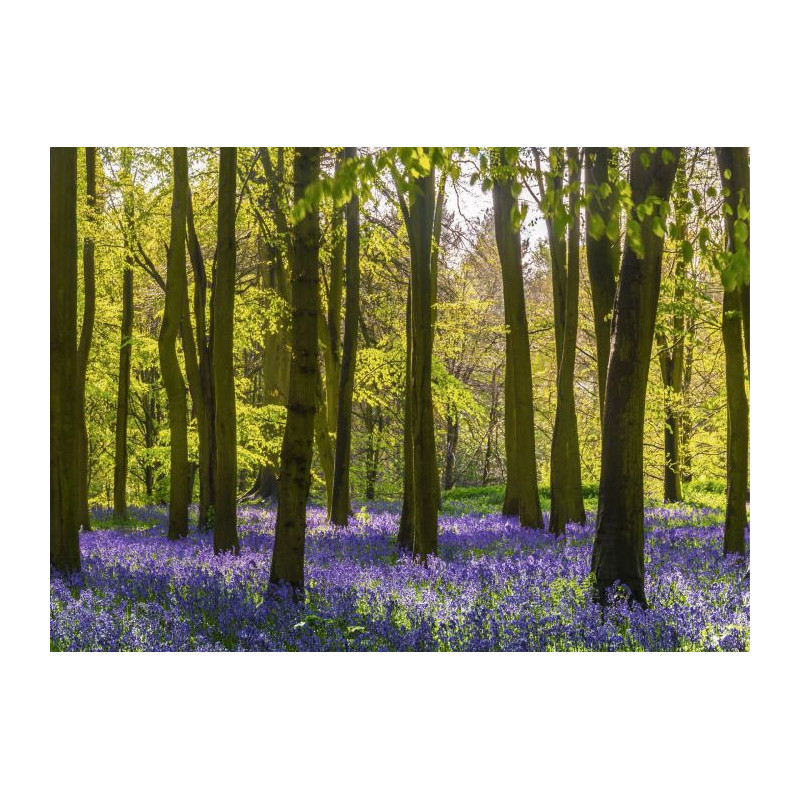 HYACINTH FOREST Canvas print - Forest canvas print