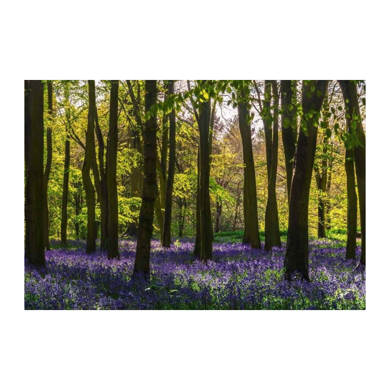 HYACINTH FOREST Poster - Panoramic poster