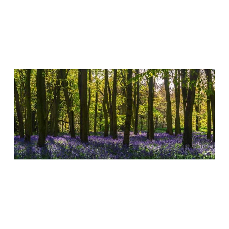 HYACINTH FOREST Wallpaper - Forest wallpaper