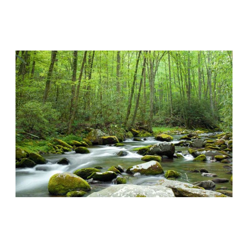 SHERWOOD FOREST Poster - Panoramic poster