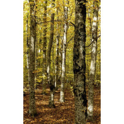 Tenture suspendue FORET DU VENTOUX