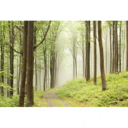 Papier Peint FORÊT MYSTÉRIEUSE