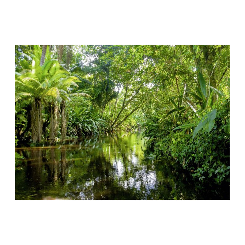 TROPICAL FOREST Canvas print - Xxl canvas prints