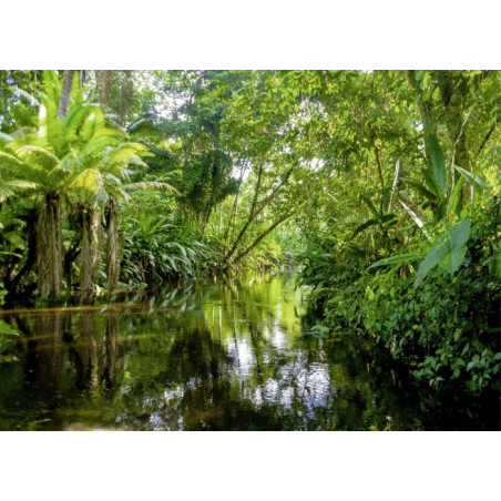 Tableau FORET TROPICALE grand format