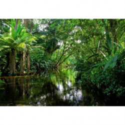 Poster FORET TROPICALE