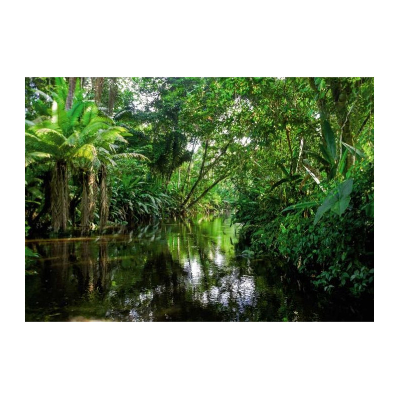 Poster FORET TROPICALE - 