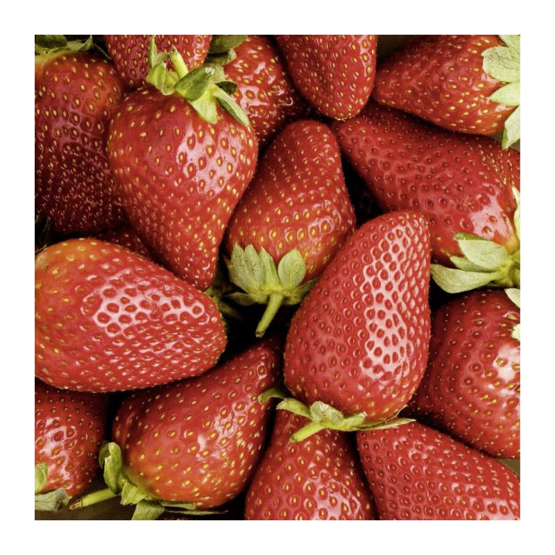 STRAWBERRY canvas print - Textile canvas