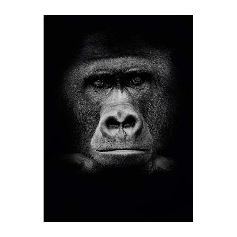 GORILLA Canvas print - Wildlife