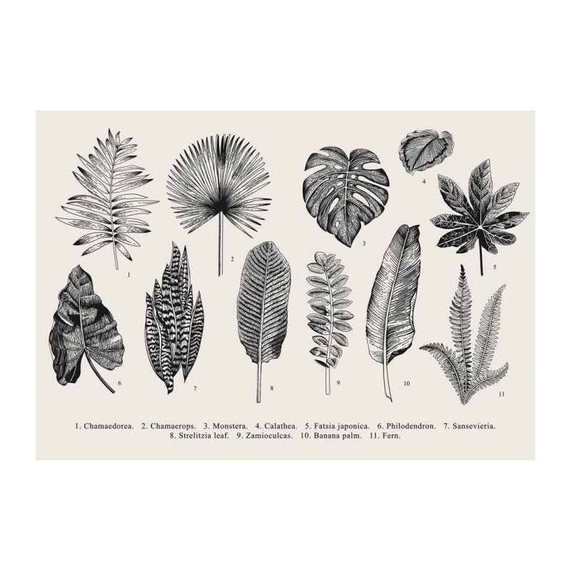 Poster HERBIER ANCIEN - Poster cuisine