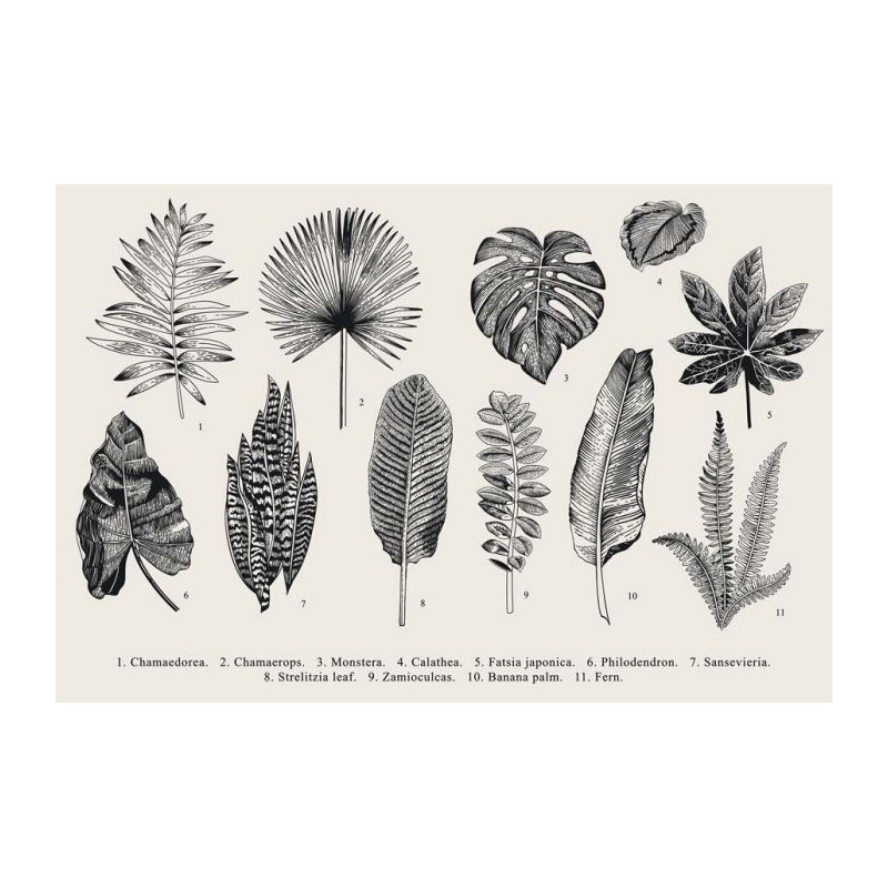 OLD HERBARY canvas print - Scandinavian