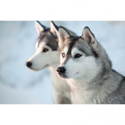 HUSKY Canvas print