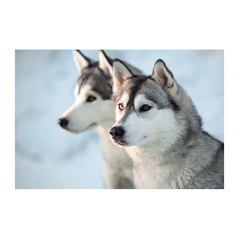 HUSKY Canvas print - Wildlife