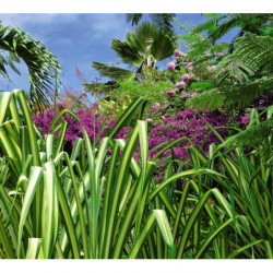 Poster JARDIN EXOTIQUE