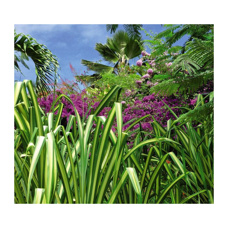 EXOTIC GARDEN poster - Panoramic poster