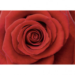 ROSE - Tableau grand format photo macro d'une rose rouge