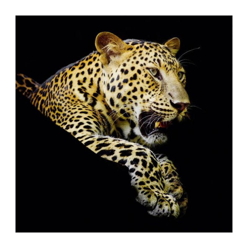 Tableau LA SIESTE DU LEOPARD - Tableau animaux