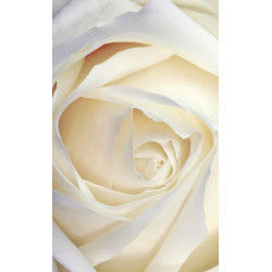 WHITE ROSE privacy screen