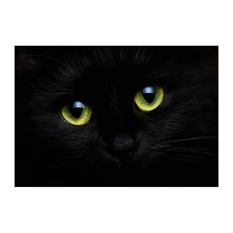 THE CAT'S EYES Canvas print - Wildlife