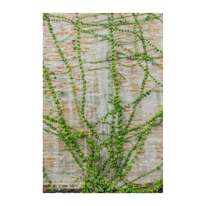 Papier Peint LIANE - Papier peint mur vegetal