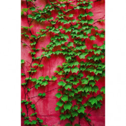 PURPLE IVY Privacy screen