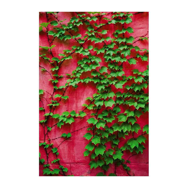 Papier Peint LIERRE POURPRE - Papier peint mur vegetal