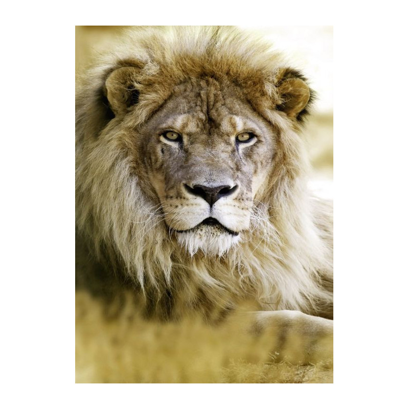 LION Canvas print - Wildlife