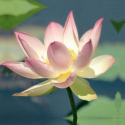 LOTUS Privacy screen