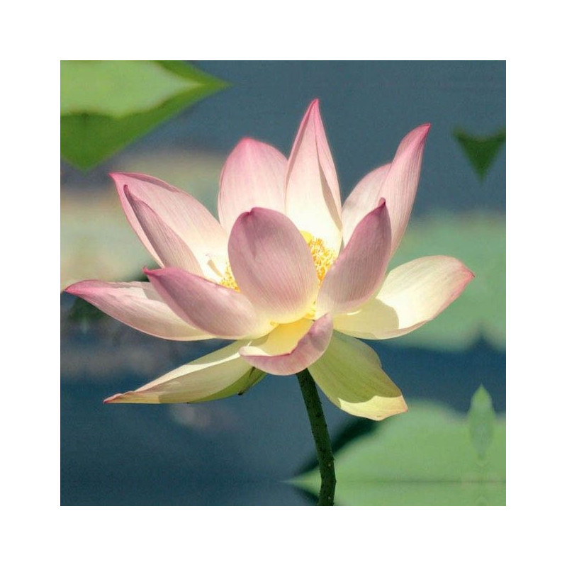 Brise vue LOTUS - Brise vue fleurs