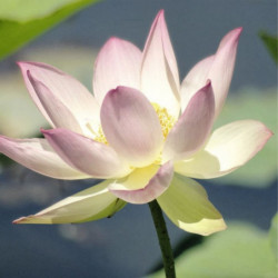 Tableau Fleur de Lotus - Décoration Zen
