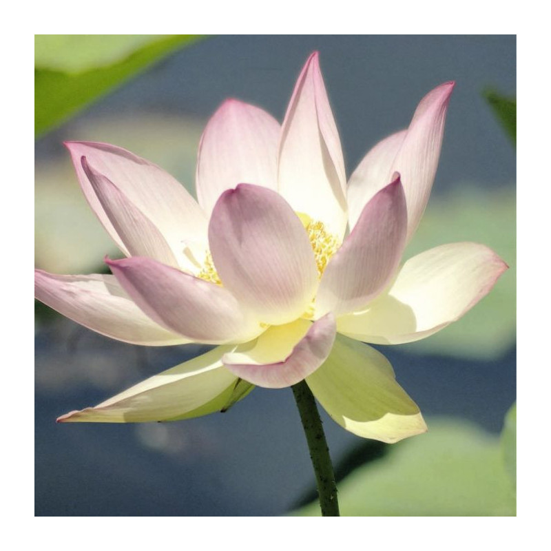 LOTUS Canvas print - Zen