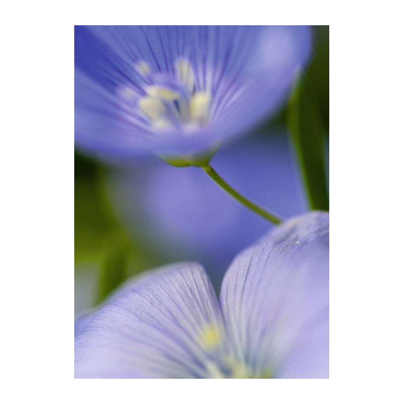 MAJORELLE Canvas print - Floral canvas print