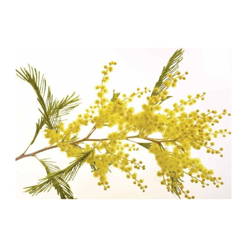 MIMOSA canvas print - Xxl canvas prints