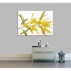 MIMOSA canvas print