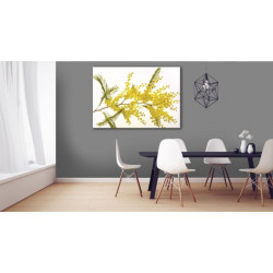 MIMOSA canvas print