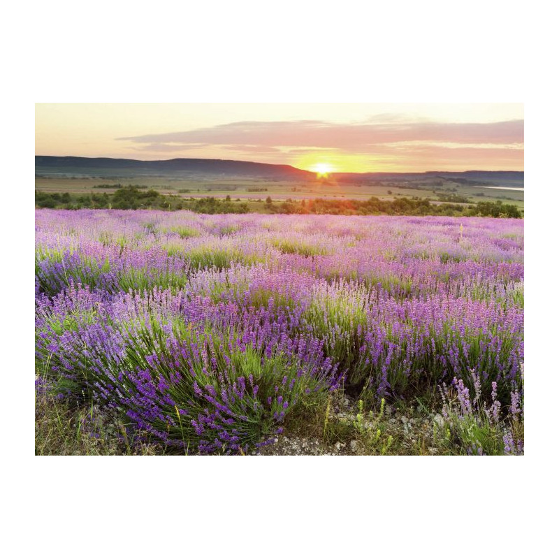 DAWN IN PROVENCE Canvas print - Nature landscape