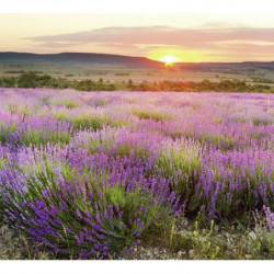 DAWN IN PROVENCE Wallpaper