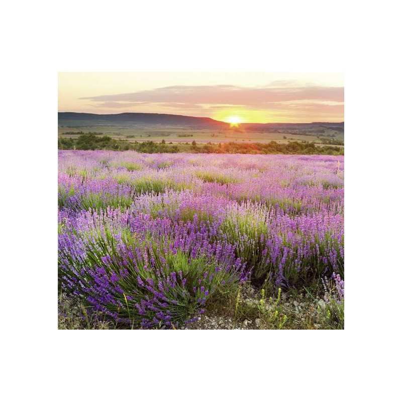 DAWN IN PROVENCE Wallpaper - Panoramic wallpaper