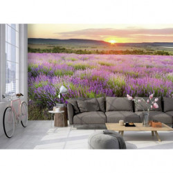 DAWN IN PROVENCE Wallpaper