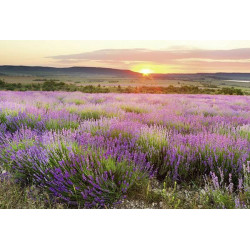 DAWN IN PROVENCE Poster