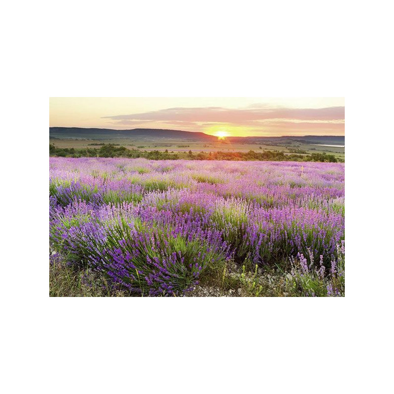 DAWN IN PROVENCE Poster - Panoramic poster