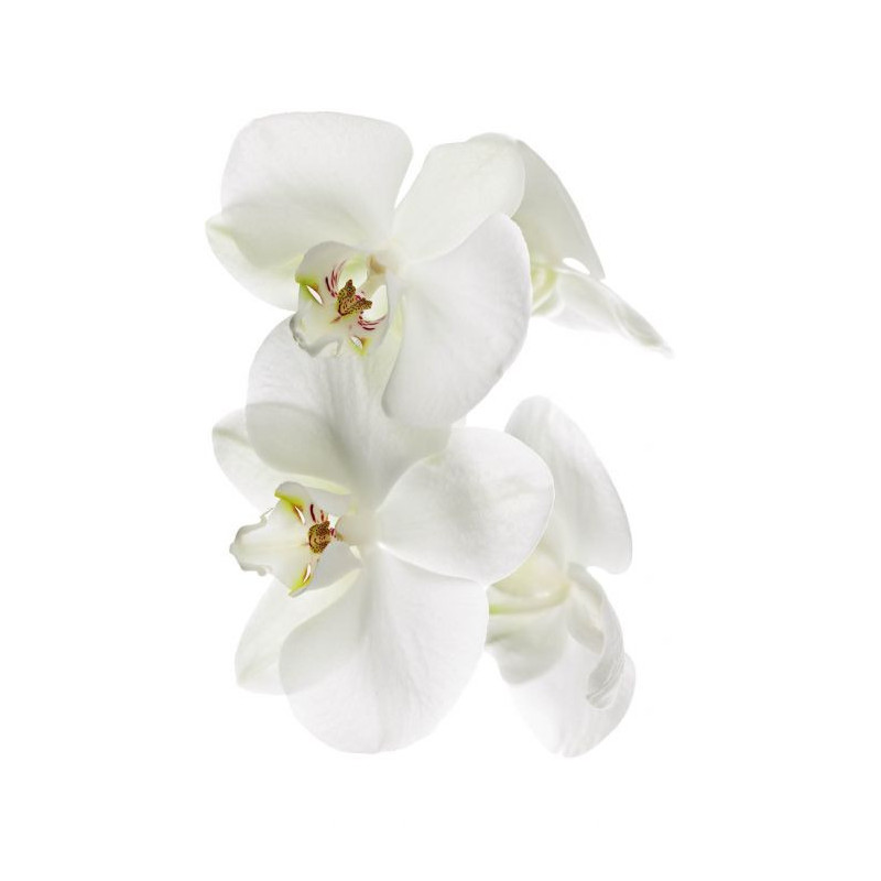 ORCHIDEE wall hanging - Nature landscape wall hanging tapestry