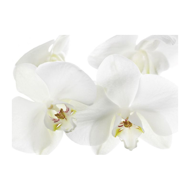 ORCHIDEE canvas print - Xxl canvas prints