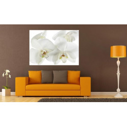 Poster ORCHIDEE