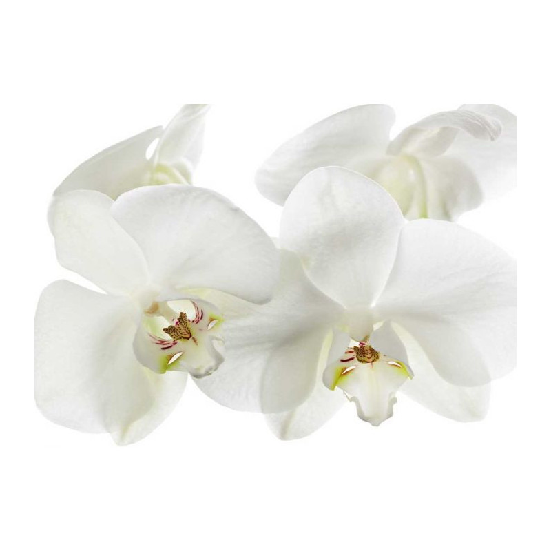 ORCHIDEE poster - Floral poster
