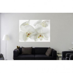 Poster ORCHIDEE