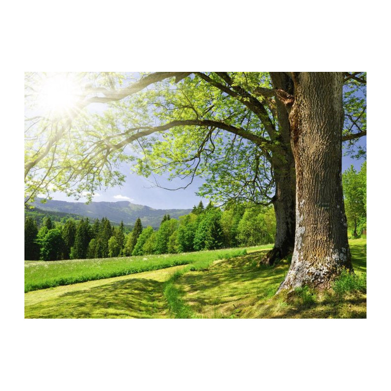 OREE DU BOIS canvas print - Nature landscape