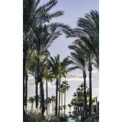 PALM TREE ON THE COAST Wallpaper