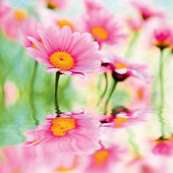 PINK DAISIES Privacy screen
